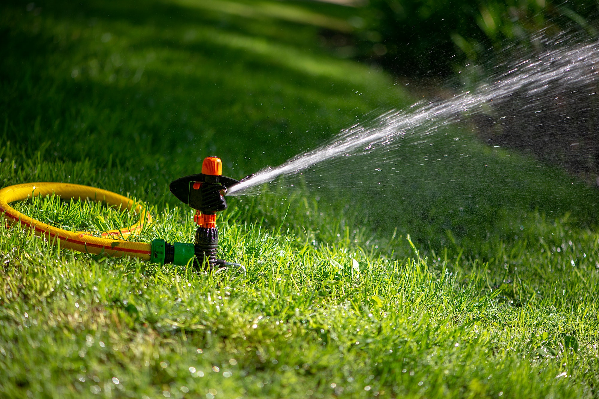 Automatic sprinkler system watering the lawn.Watering in the garden. Watering garden plants.