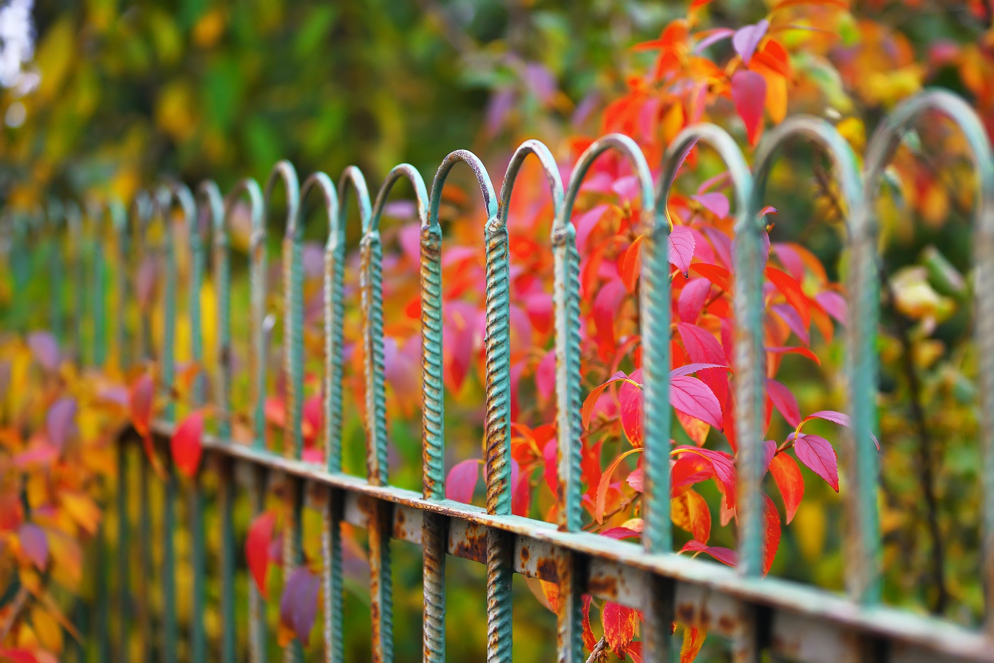 Detail of garden fence with colorful vegetation